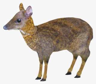 Lessermousedeer Longi - Lesser Mouse Deer Png