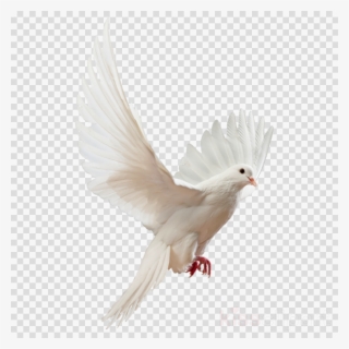 Clipart Resolution 800*1061 - White Dove Png