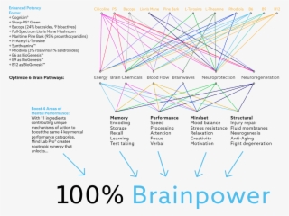 List Of Nootropics In Mind Lab Pro And How They Create - Diagram