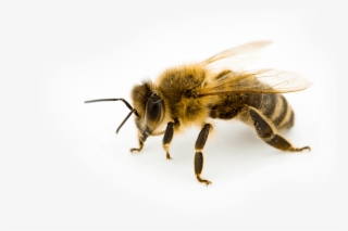 Honeybee - Bee