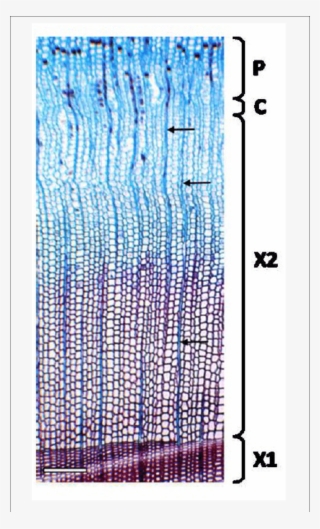 Cross Section Of Norway Spruce Xylem For The Estimation - Cell
