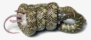 Snake Png Image Background - Змея Обвивает