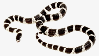 California Kingsnake Ball Python - Female California King Snake