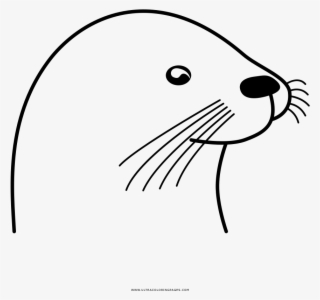 Otter Coloring Page - Coypu