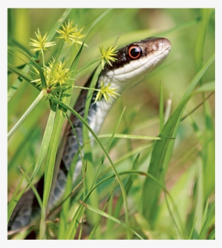 News Ilwo 4 30 15 Hoag Snake Jumbo - Ribbon Snake