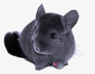 Fluffy Chinchilla - Размеры Шиншиллы