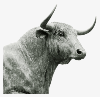 'bull In A China Shop' 'éléphant Dans Un Magasin De