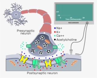 An Image Showing Ach From The Presynaptic Neuron Molecules - Cholinergic Synapse