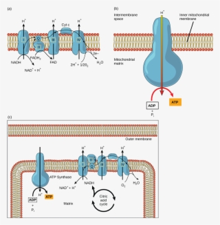 This Illustration Shows The Electron Transport Chain - Electron Transport Chain