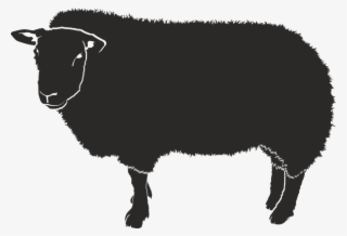 Sheep Graphic Png - Sombra De Una Oveja