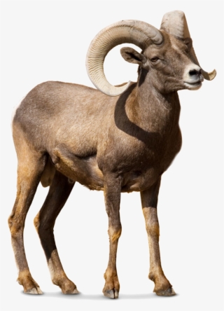 Barbary Sheep Argali Goat Cattle - Bighorn Sheep Transparent