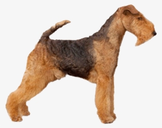 Welsh Terrier - Welsh Terrier With A Transparent Background