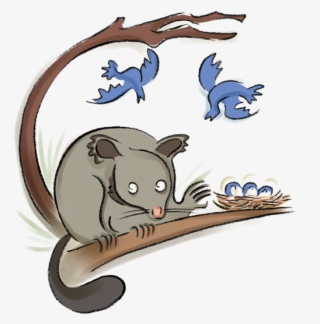New Zealand Brushtail And The American Possum - Cat