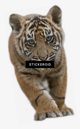 Baby Tiger - Cub Tiger