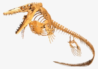 Ancient Reptiles Were Warm-blooded Beasts, Study Finds - Mosasaur Skeleton