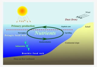 Limiting Nutrient Of Plankton