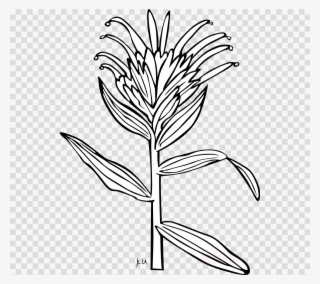 Download Indian Paintbrush Coloring Page Clipart Giant - Indian Paintbrush Line Drawing