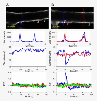 [ca 2 ] Signaling In Gcamp2sm Mouse Arterioles - Diagram
