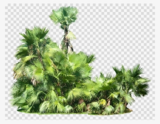 Download Tropical Plants Png Clipart Tropics Tropical - Tropical Plants Png