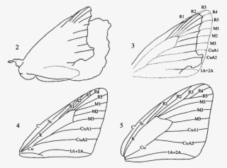 2 Protocoeliades Kristenseni, Outline Of Fossil, With - Hesperiidae Vein