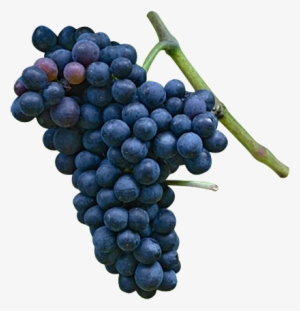 Malbec - General Hydroponics - Floranectar Grape Expectations
