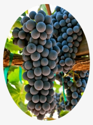 Uva Tinta Sangiovese - Grape