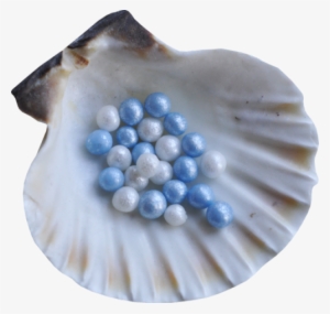 Yewberryboy - Seashell