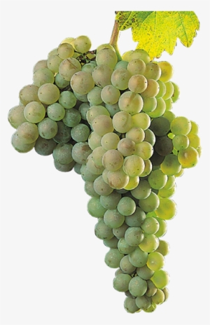 Uvas Blancas - Palomino