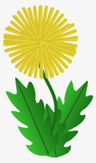 I Actually Saw My First Dandelion Pop Up As Early As - Dandelion Clipart