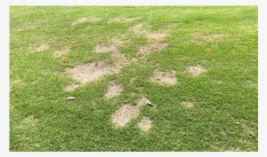Bermudagrass Spring Dead Spot Fungicide Trial 2018 - Lawn