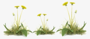 Vegetation Control - Dandelion With Grass Transparent Png