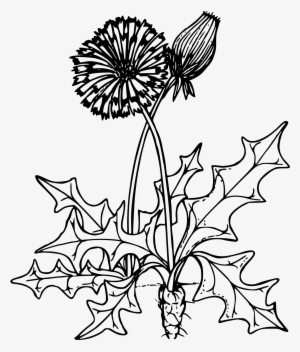 Dandelion Clipart Free For Download - Dandelion Flower Clip Art