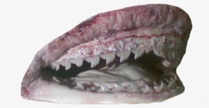 More Shark Mouth Rips - Fish