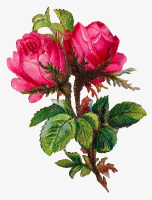 Pink Rose Clipart Scrapbook - Rose