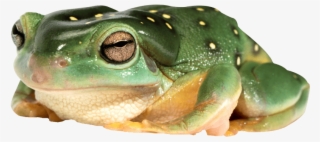 Free Png Frog Png Images Transparent - Frog Png