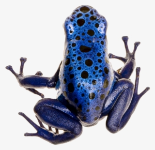 Poison Dart Frog Png Photo - Different Types Of Frogs