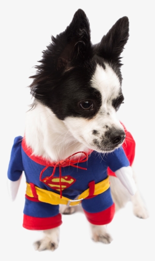 Superman Dog Costume Dog Costumes Clothes Pet Threads - Dog
