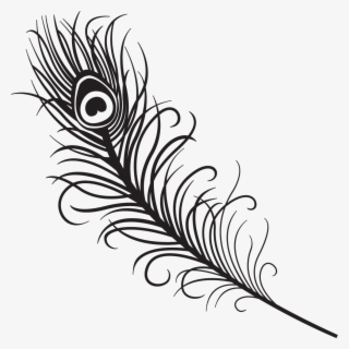How To Draw Peacock Feather For Beginners Step By Step - Peacock Feather Vector Black And White
