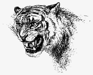 Lion Tiger Felidae Cat Roar - Black And White Tiger