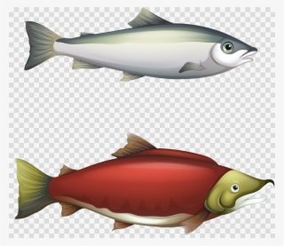 Cycle Of Salmon Clipart Chinook Salmon - Barbel Fish Life Cycle