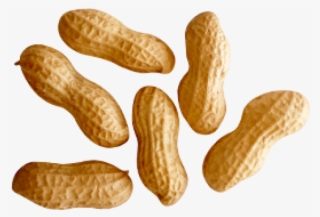 Peanut Png Transparent Images - Peanuts Png