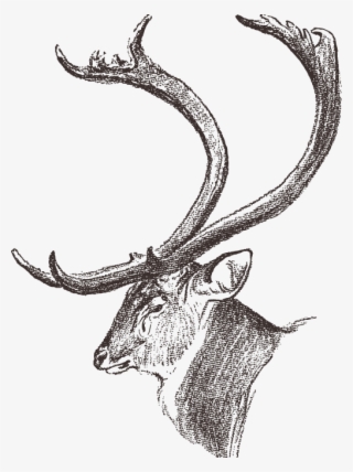 Dhole Chital Elk Antler Huge Of Deer - Рог Рисунок
