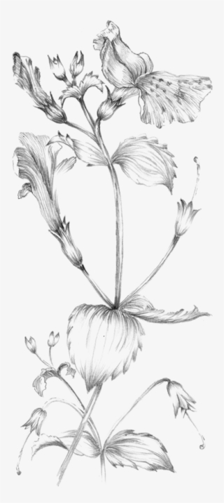Emma Watson - Plant Sketches