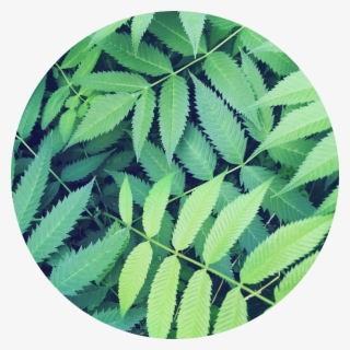 Green Leaves Nature Circle Background Plant Jungle