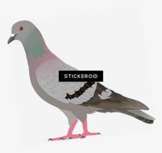 Pigeon - Clip Art