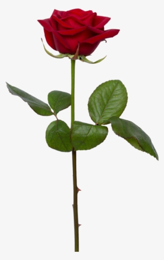 Single Rose Png - 薔薇 一輪 フリー 素材