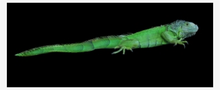 Biggest Png Collection On The Net - Green Iguana
