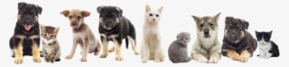 Snippet Citrus Spay And Neuter Pets - Dogs And Cat Png