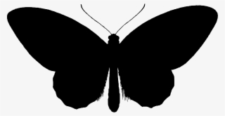 This Free Icons Png Design Of Birdwing Butterfly Silhouette