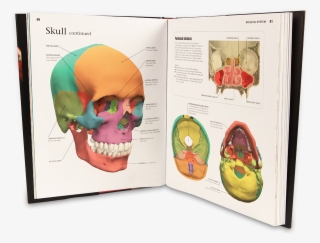 The Human Body - Skull